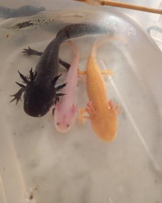 Axolotl ambistoma mexicanum