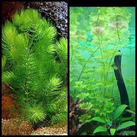 Acquario piante