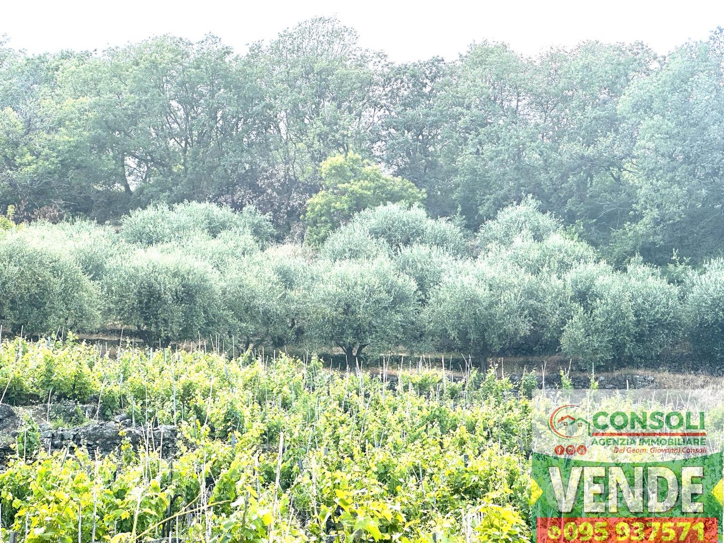 Terreno agricolo con fabbricato a Linguaglossa - Vista 3