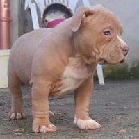 American bully
