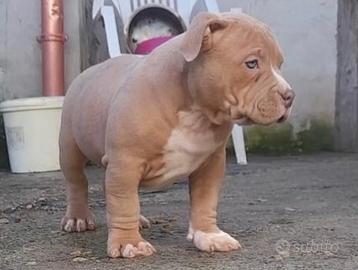 American bully