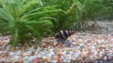 Anentome Helena (Lumaca killer)