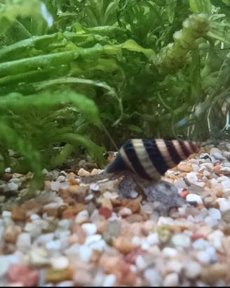 Anentome Helena (Lumaca killer)