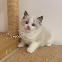 Tre feminine Ragdoll