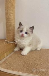 Tre feminine Ragdoll