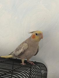 Calopsite 8 mesi con gabbia