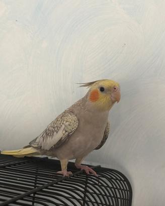 Calopsite 8 mesi con gabbia