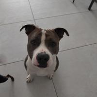 R E G A L O cane cucciolo amstaff