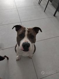 R E G A L O cane cucciolo amstaff