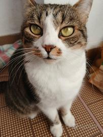 Gatta occhi verdi e sterilizzata