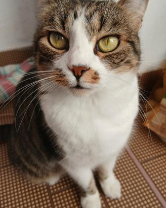 Gatta occhi verdi e sterilizzata