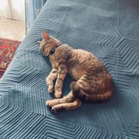 Un compagno di vita speciale ?