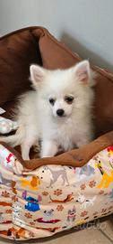 Cucciolo pomchi
