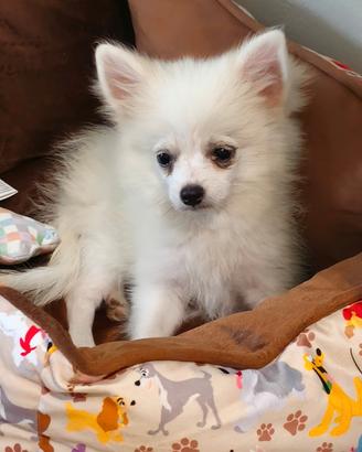 Cucciolo pomchi