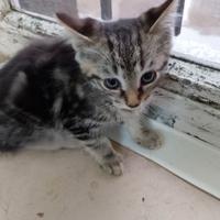 Meraviglioso gattino mix siamese