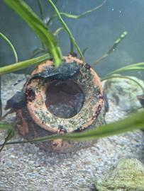 Pesci ancistrus