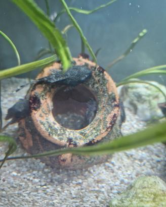 Pesci ancistrus