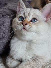 Incrocio Scottish/Bengala