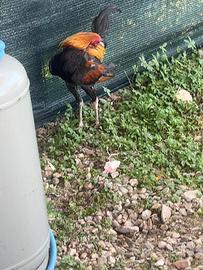Gallo combattente inglese nano