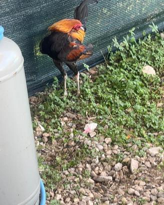 Gallo combattente inglese nano