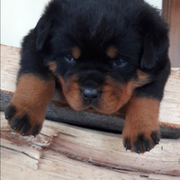 Cuccioli di rotteeiler di ALTISSIMA GENEALOGIA