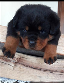 Cuccioli di rotteeiler di ALTISSIMA GENEALOGIA