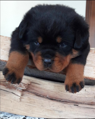 Cuccioli di rotteeiler di ALTISSIMA GENEALOGIA