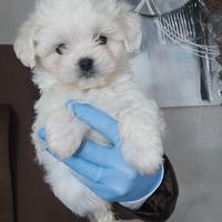 Maltese linea coreana