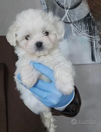 Maltese linea coreana