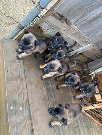 Pastore Belga Malinois