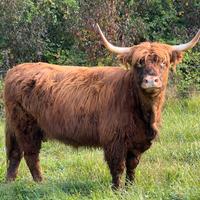 Highland Allevamento Bovini