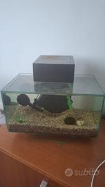 acquario askoll fluval