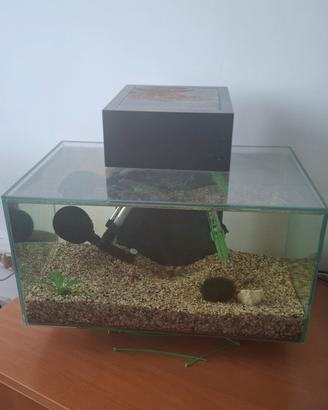 acquario askoll fluval