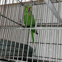 Parrocchetti dal collare