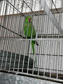 Parrocchetti dal collare