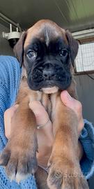 Cucciolo di Boxer