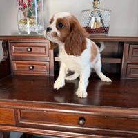Cavalier King Charles Spaniel