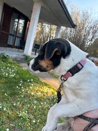 Parson Russell terrier