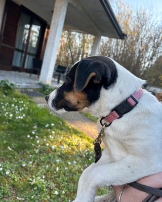 Parson Russell terrier