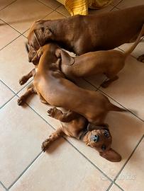 Cuccioli di bassotto