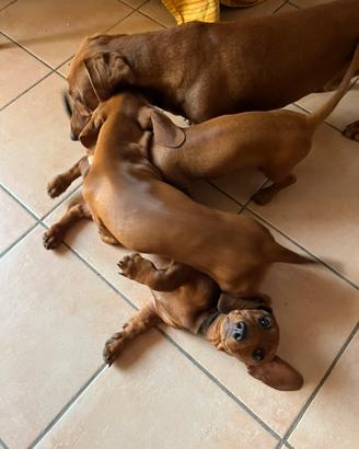 Cuccioli di bassotto
