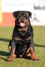 Rottweiler