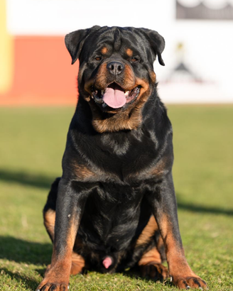 Rottweiler