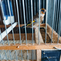 Ultima cardellina anellata 2025