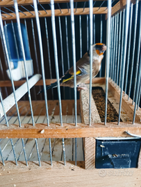 Ultima cardellina anellata 2025