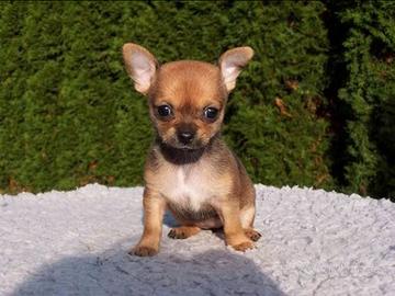 Chihuahua mi i Toy small