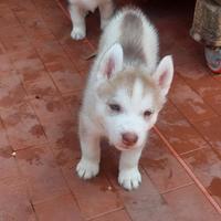 Cuccioli siberian husky enci