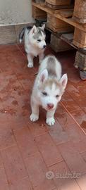 Cuccioli siberian husky enci