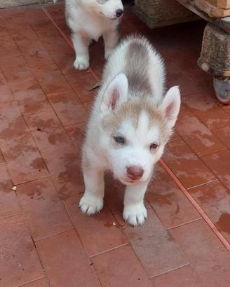 Cuccioli siberian husky enci