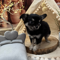 Chihuahua toy pelo lungo tricolor femmina pedegree